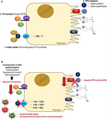 Perchlorate, nitrate, and thiocyanate: Environmental relevant NIS-inhibitors pollutants and their impact on thyroid function and human health